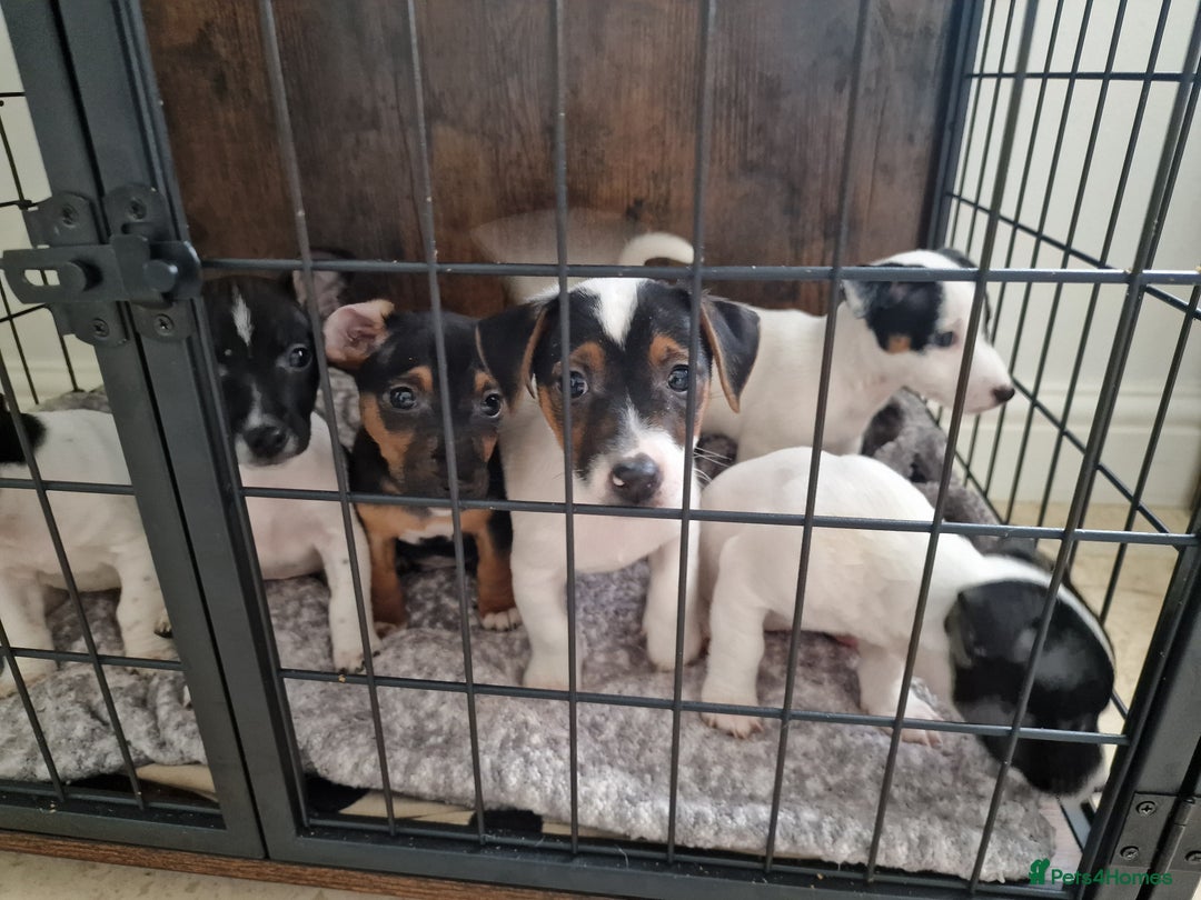 Jack Russell dogs for sale: Jack Russel Terriers 3 Generations Bloodline - Image 12