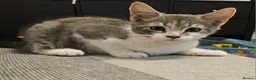 Scottish Fold cats for sale: Healthy scotish fold mix - Advert 14