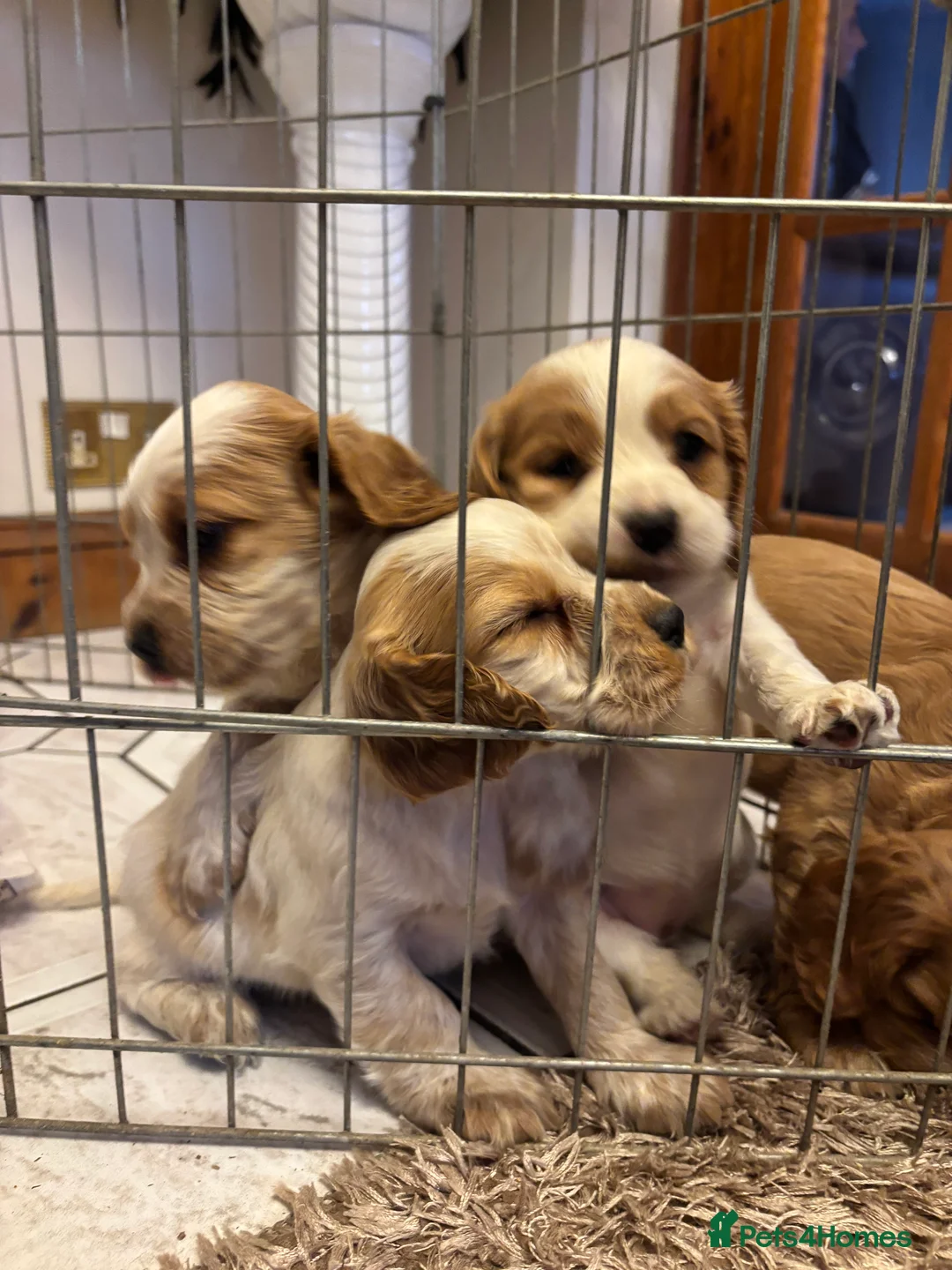 Cocker Spaniel dogs for sale: KC reg cocker spaniels  - Advert 15