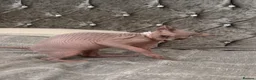 Sphynx cats for sale: Special Reduced Price Blue-Eyed Sphynx / TICA Reg - Advert 22