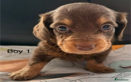 Dachshund dogs for sale: 3 beautiful long hair daschund puppies - Image 3