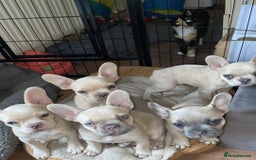 French Bulldog dogs for sale: French Bulldog Puppies – Beautiful, Rare Colours - Image 2