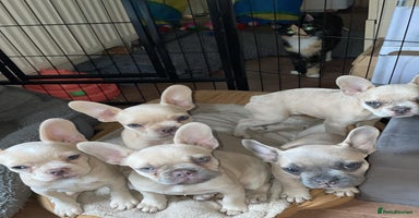French Bulldog dogs - Advert 16