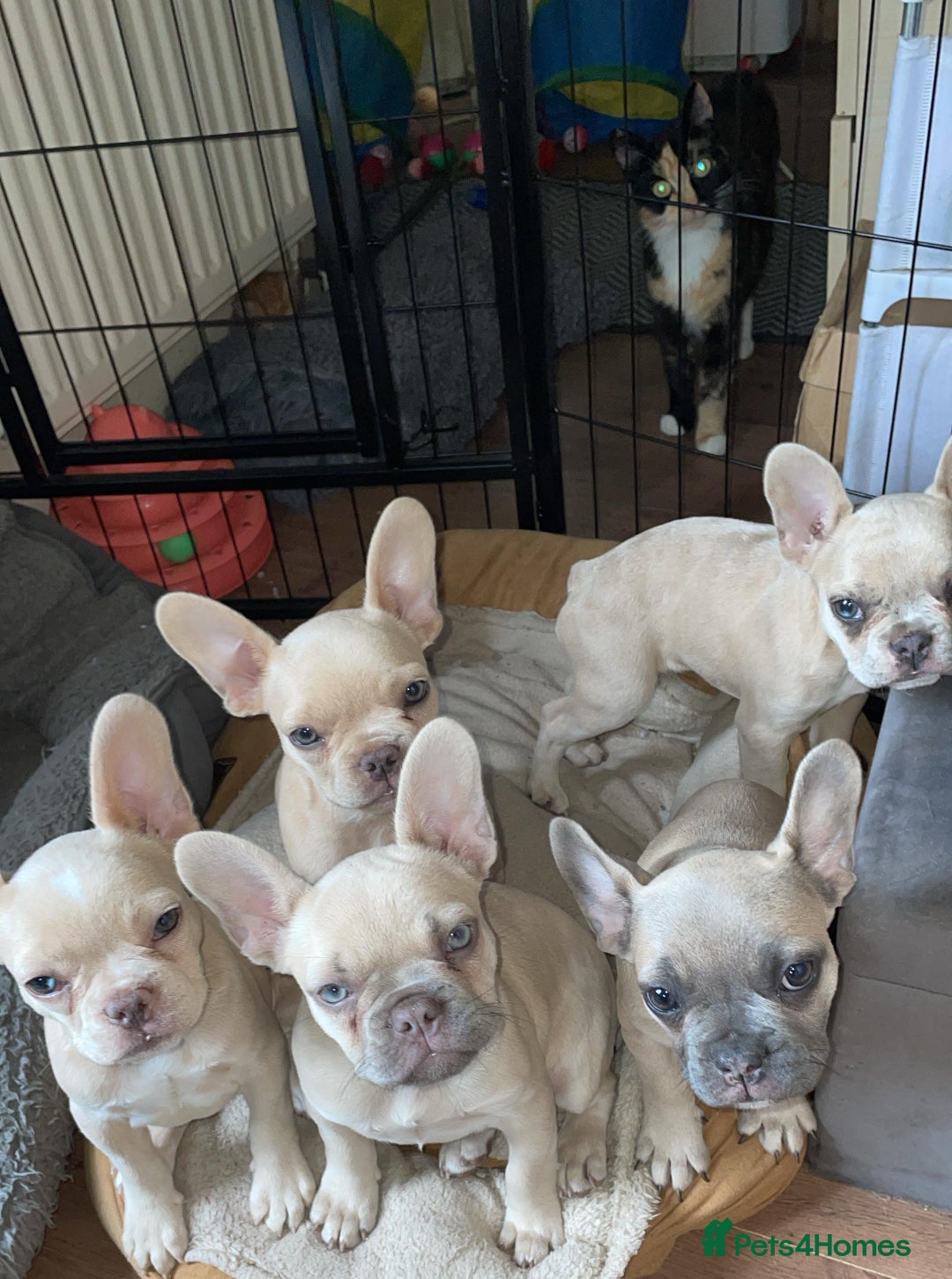French Bulldog dogs for sale: French Bulldog Puppies – Beautiful, Rare Colours - Image 2