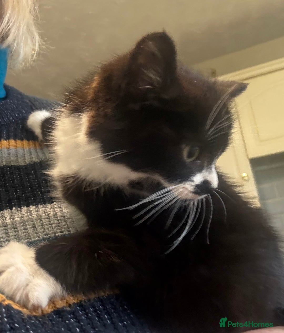 Mixed Breed cats for sale: One little girl ready to leave now - Advert 7