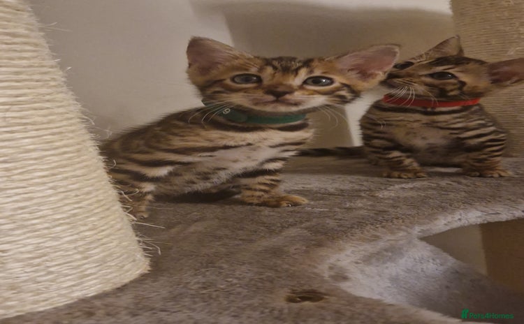Bengal cats - Advert 4