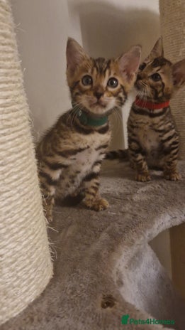 Bengal cats - Advert 4