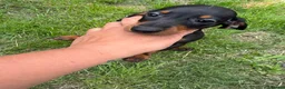 Miniature Dachshund dogs for sale: Miniature Dachshunds puppies in Bishop Auckland - Advert 10
