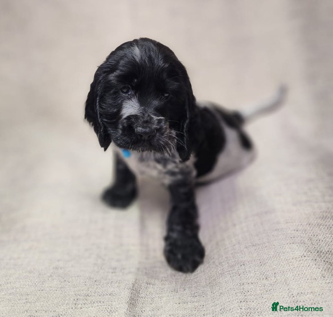 Cocker Spaniel dogs for sale: Show type unique markings cocker spaniel puppies  - Advert 23