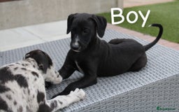 Lurcher dogs for sale: ⭐️beautiful lurcher puppy’s  - Image 11