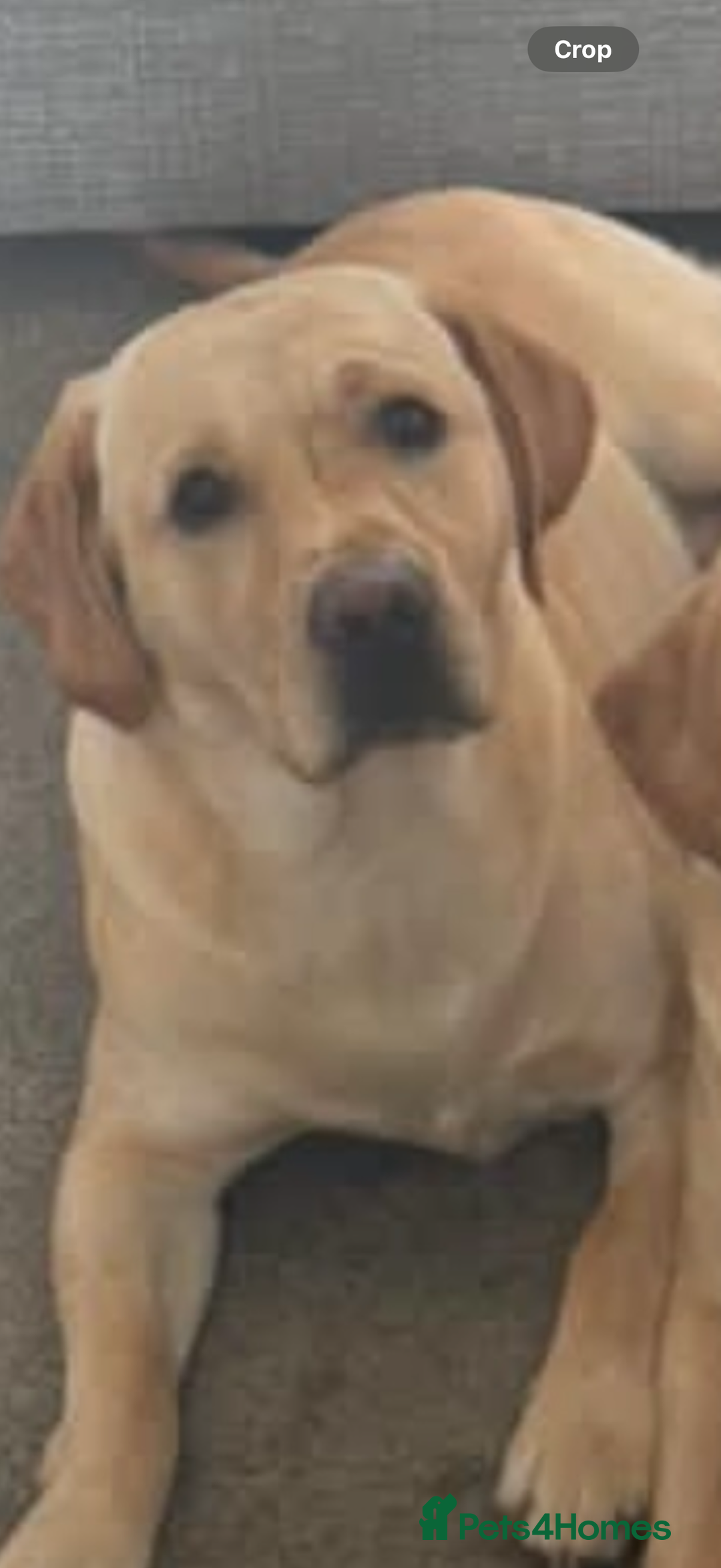 Labrador Retriever dogs for stud: 2 handsome  kc registered brothers for stud - Advert 5