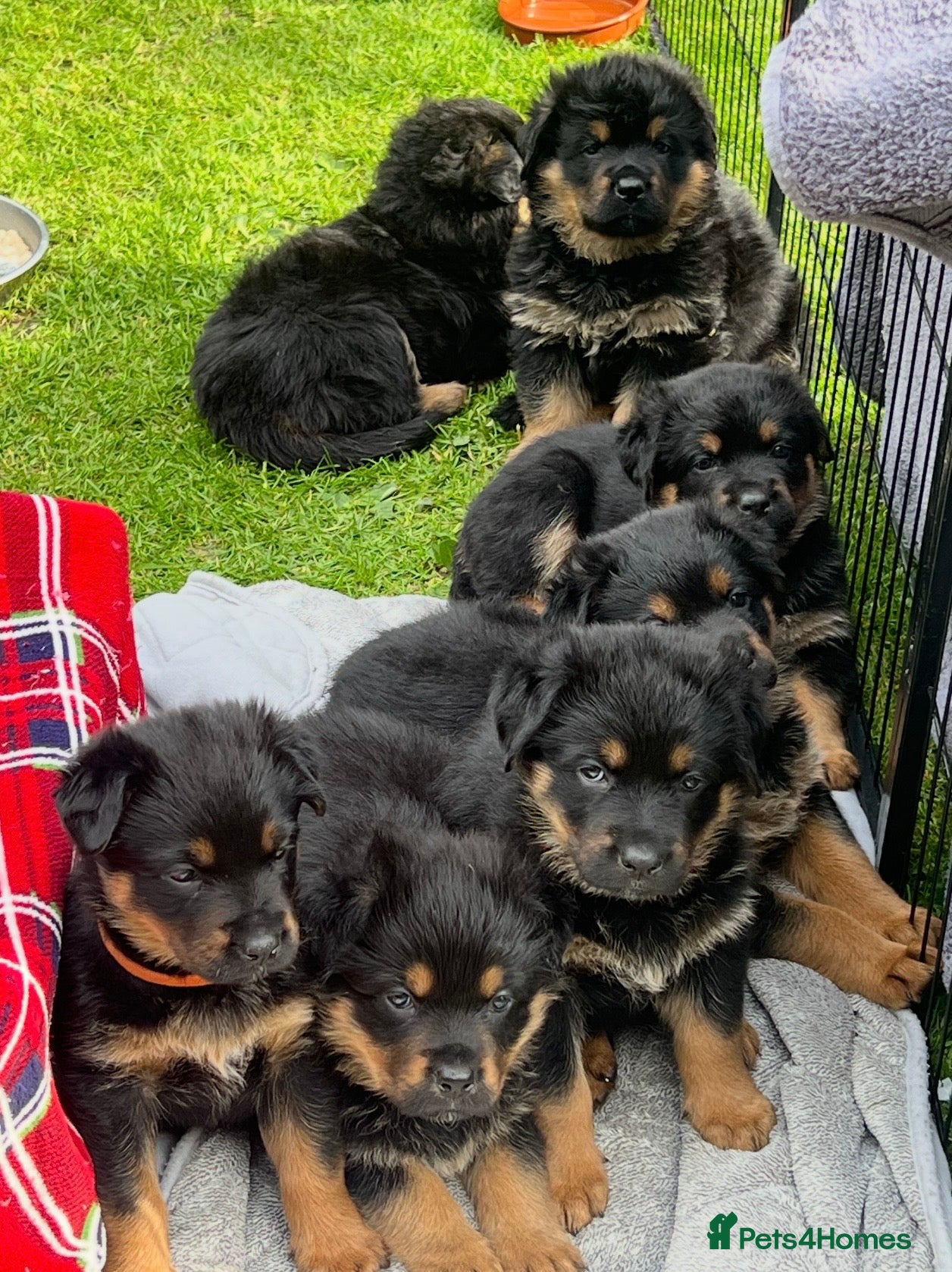 Mixed Breed dogs Gorgeous Rottweiler x German Shepherd Puppies - Advert 3