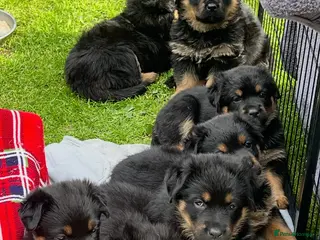 Mixed Breed dogs Gorgeous Rottweiler x German Shepherd Puppies - Advert 1