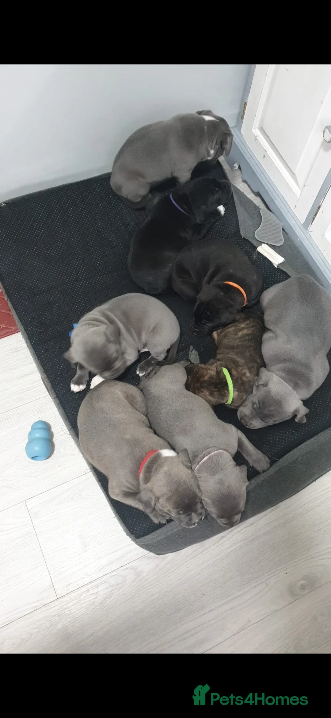 Staffordshire Bull Terrier dogs for stud: 💙 50+ LITTERS PROVEN. BLUE STUD 💙 in Erith - Advert 14