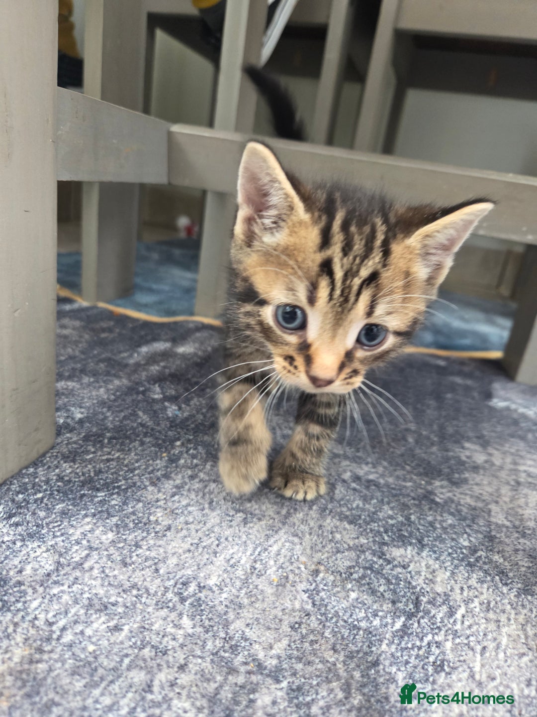 Mixed Breed cats for sale: 2 boys 2 girls kittens for sale. - Image 4