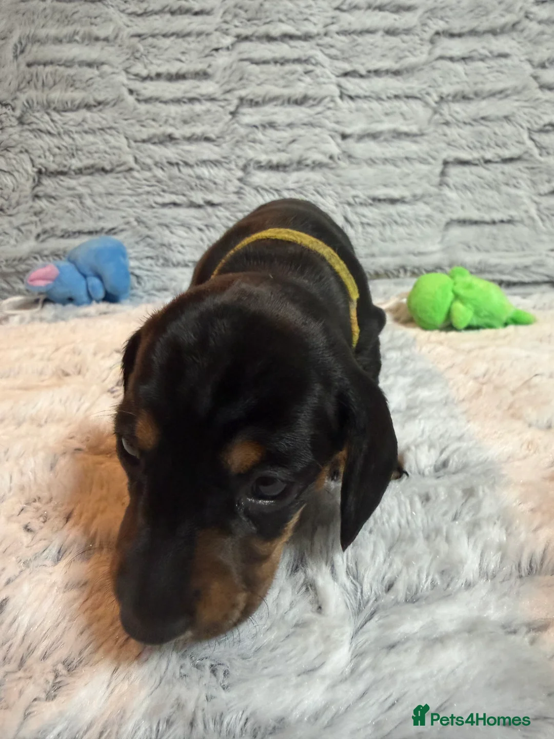 Dachshund dogs for sale: ONLY 1 DACHSHUND FEMALE LEFT DOLLY - Advert 11