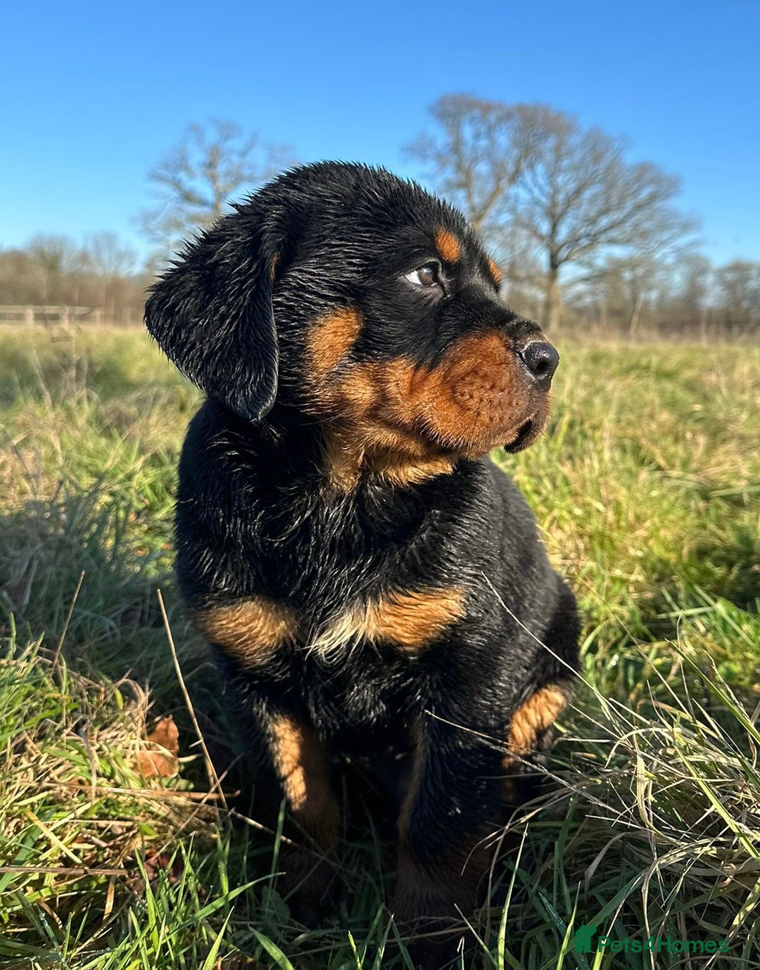 Rottweiler dogs for sale: Stunning chunky Rottweiler puppies - Advert 12