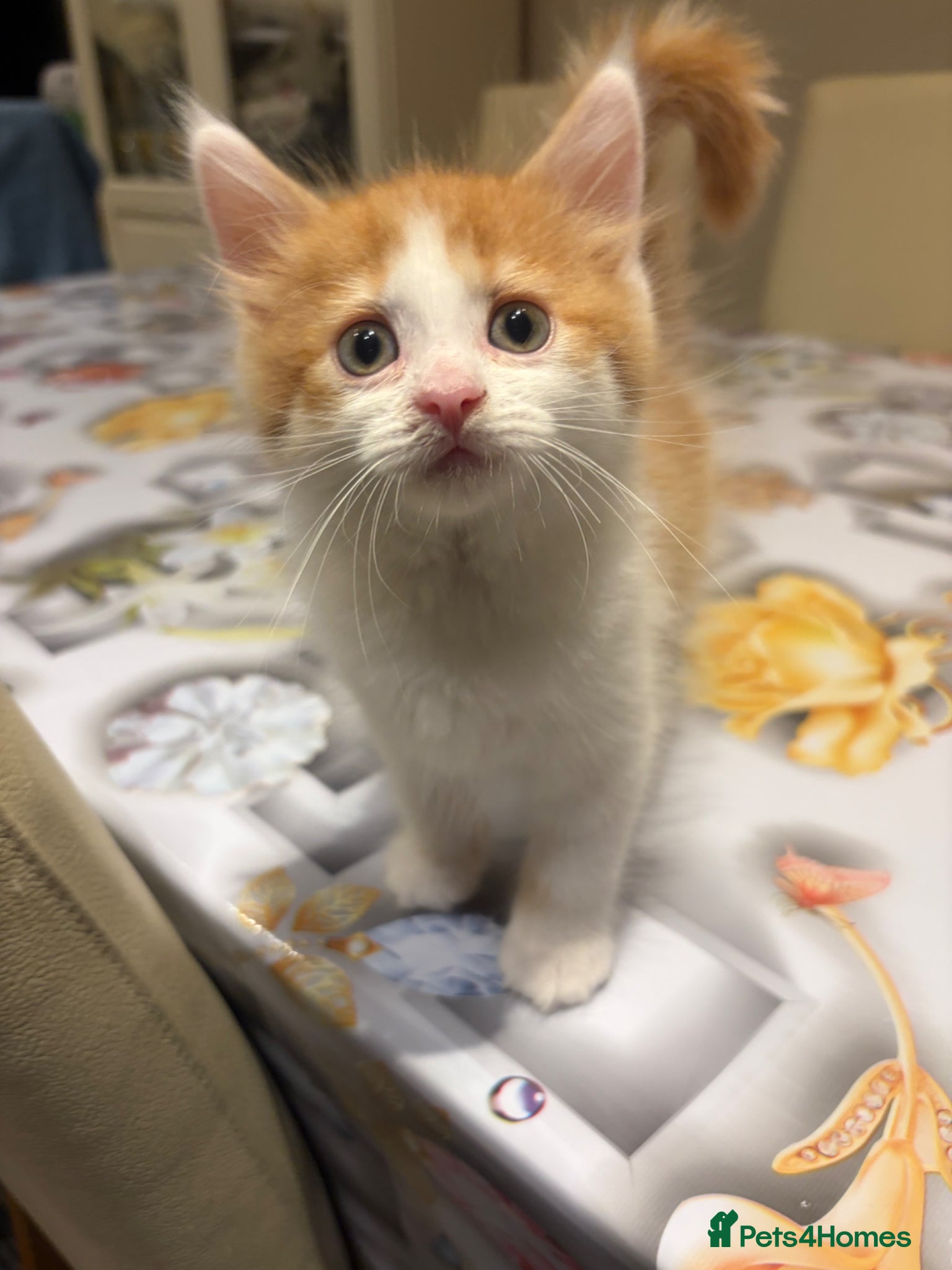 Mixed Breed cats 3 kitten rehoming - Advert 17