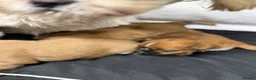 Shih Tzu dogs for sale: Shihtzu babies - Advert 2