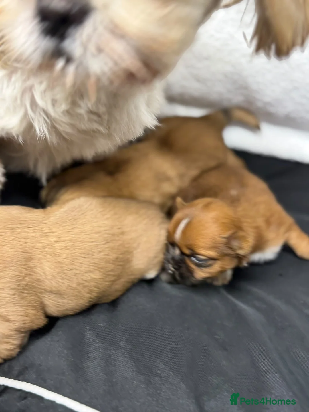 Shih Tzu dogs for sale: Shihtzu babies - Advert 2