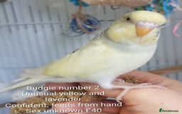 Budgerigars birds for sale: Superb home bred beautifully coloured baby budgies - Image 6