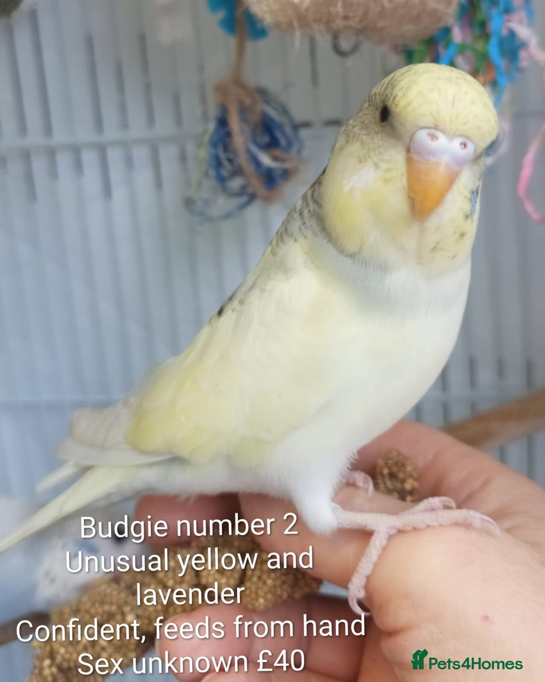 Budgerigars birds for sale: Superb home bred beautifully coloured baby budgies - Image 6