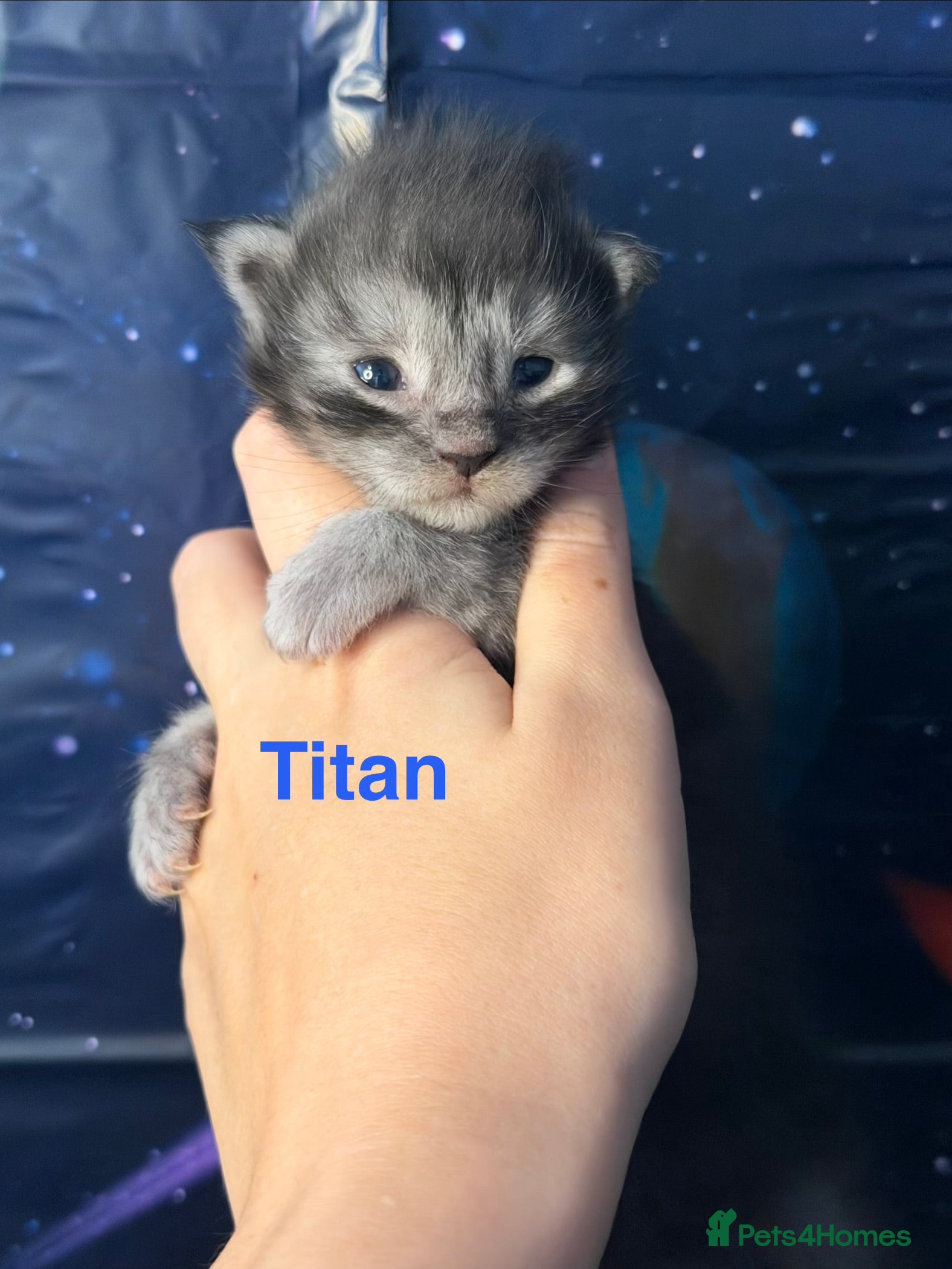 Maine Coon cats TICA Registered Maine Coon Kittens  - Advert 12