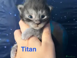 Maine Coon cats TICA Registered Maine Coon Kittens - Advert 12