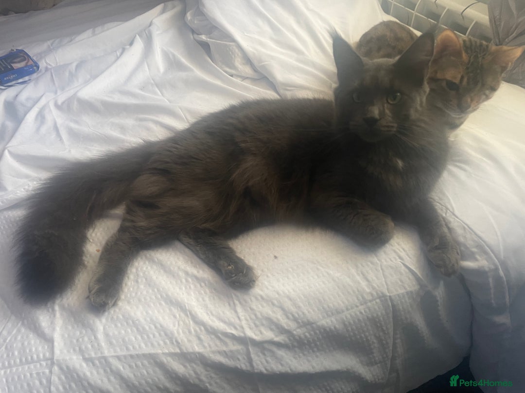 Maine Coon cats for sale: Female Maine coon  - Advert 2