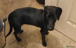 Patterjack dogs for sale: Puppy  - Image 4