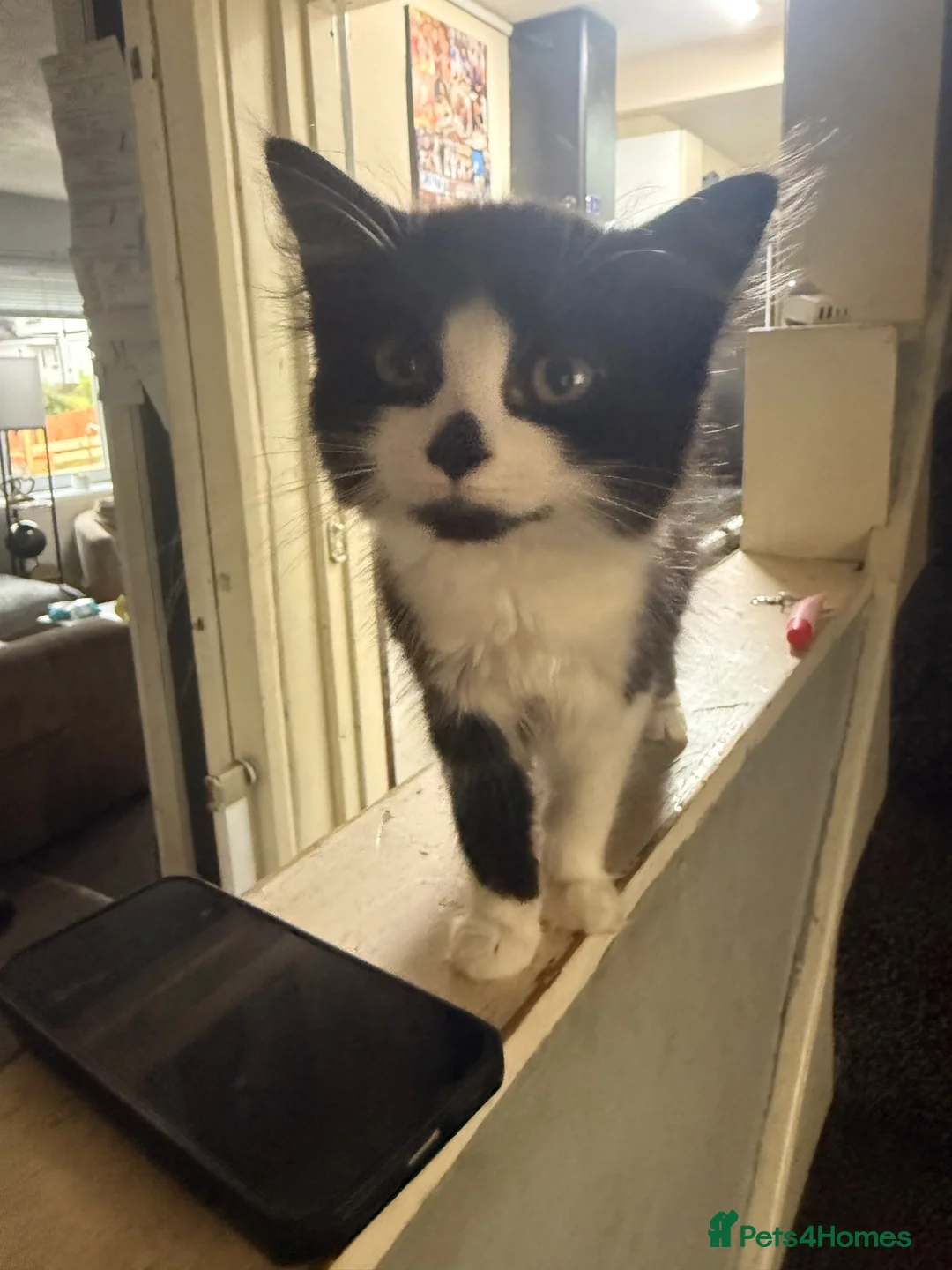 Mixed Breed cats for sale: Fluffy female kitten - Advert 9