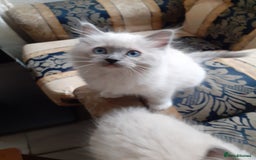 Ragdoll cats for sale: Original purebred Ragdoll kittens.Girl and boy. - Image 7