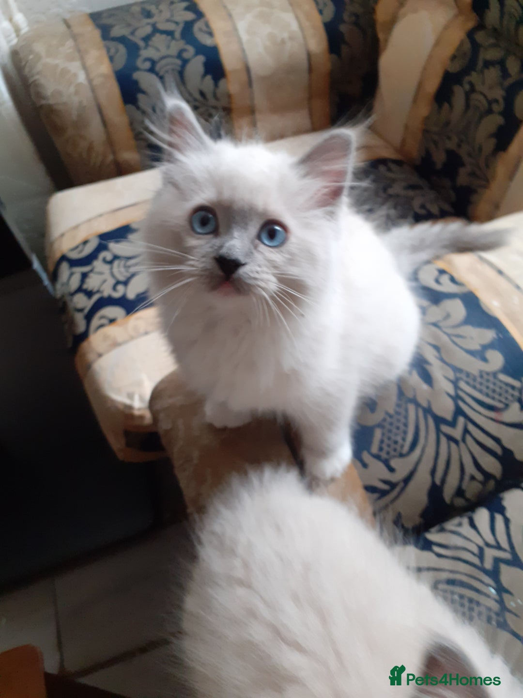 Ragdoll cats for sale: Original purebred Ragdoll kittens.Girl and boy. - Image 7