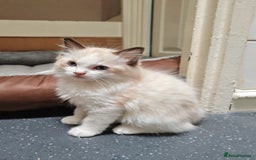 Ragdoll cats for sale: Ragdoll Kittens ready to go  - Image 3