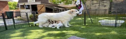 Mixed Breed dogs for sale: Golden Doodle X Pyrenees Puppies Ready next week.  - Advert 16