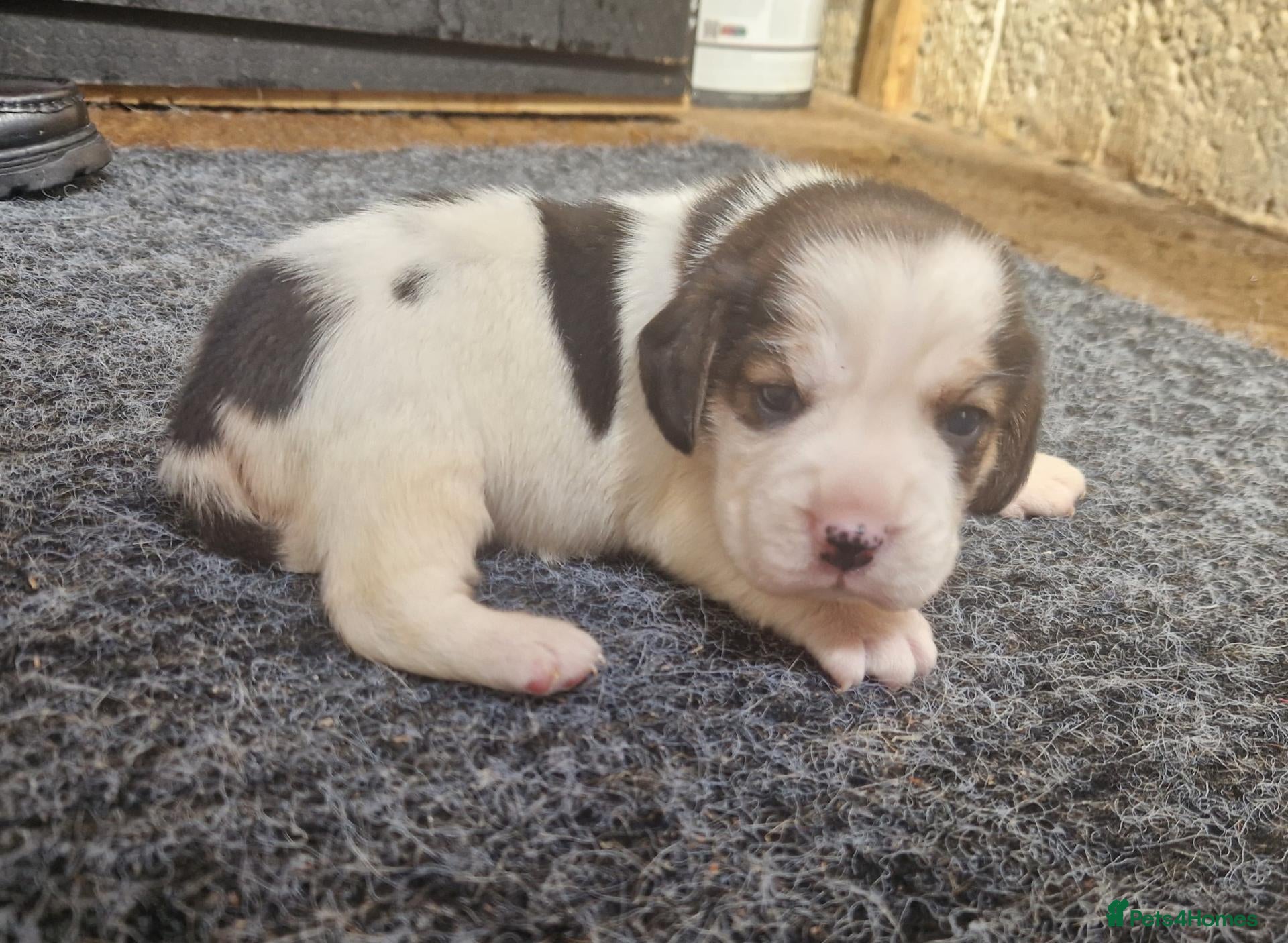 Beagle dogs 1 beagle puppie available  - Advert 15