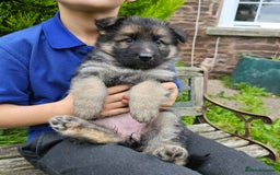 German Shepherd dogs for sale: Outstanding long coat German shepherd puppies  - Image 9