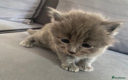 Siberian cats for sale: Siberian Kittens Neva Masquerade White - Image 4