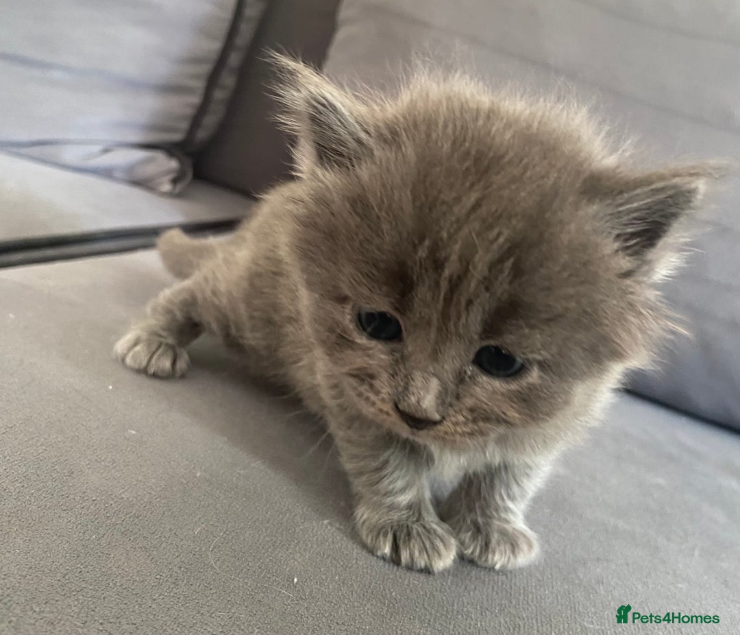 Siberian cats for sale: Siberian Kittens Neva Masquerade White - Image 4