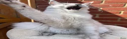 Maine Coon cats for sale: Exceptional cat kitten Maine coon XXL black smoke - Advert 11