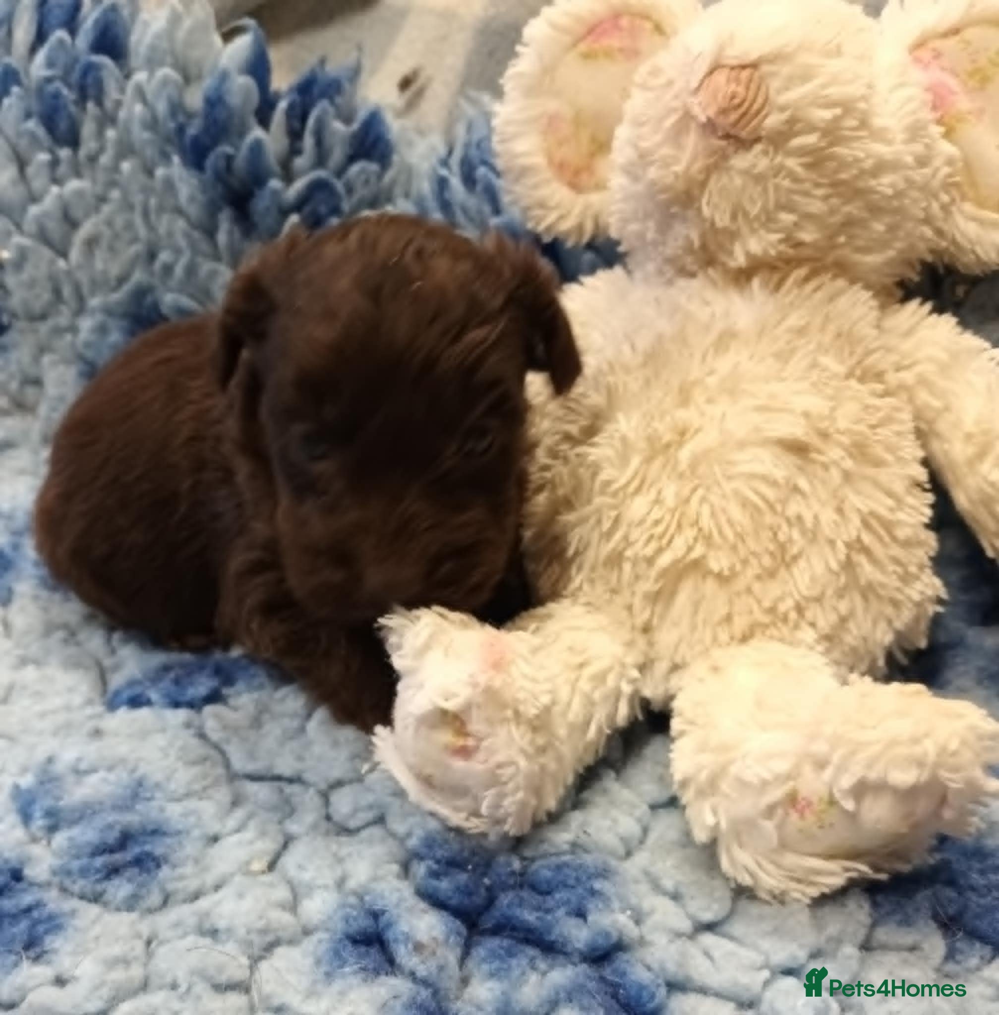 Cockapoo dogs 2 LITTLE COCKAPOO GIRLS LOOKING FOR NEW HOMES - Advert 2