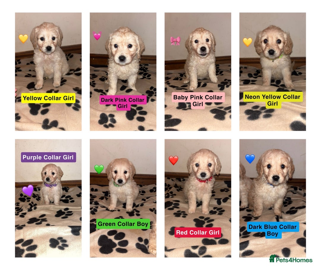 Mini Goldendoodle dogs for sale: 10 beautiful Miniature F1 GoldenDoodle puppies - Advert 1