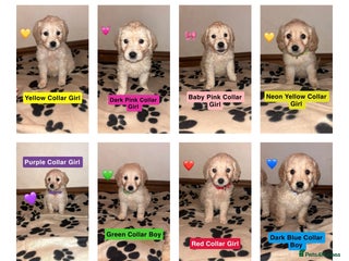 Mini Goldendoodle dogs 10 beautiful Miniature F1 GoldenDoodle puppies - Advert 14