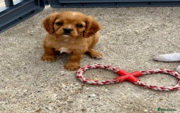 Cockalier dogs for sale: Gorgeous Cockalier Puppies… - Image 1