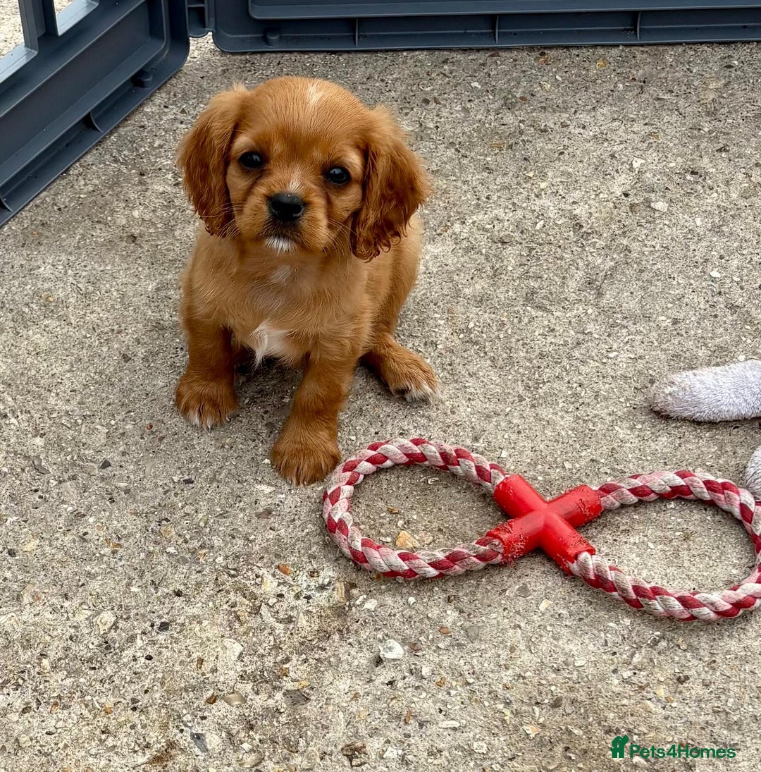 Cockalier dogs for sale: Gorgeous Cockalier Puppies… - Image 1