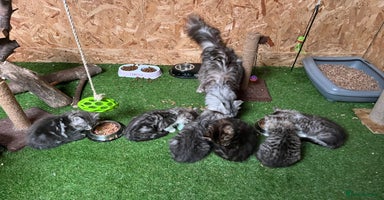 Maine Coon cats - Advert 1