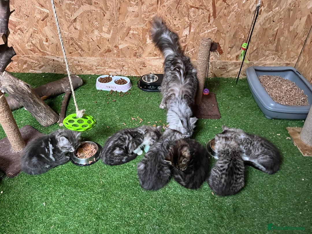 Maine Coon cats for sale: Adorable Maine coon kittens  - Image 3
