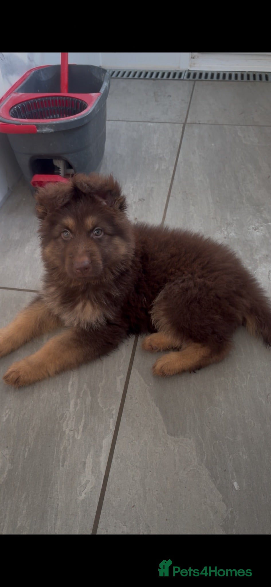 German Shepherd dogs Beautiful long haired German Shepherd puppies - Advert 3