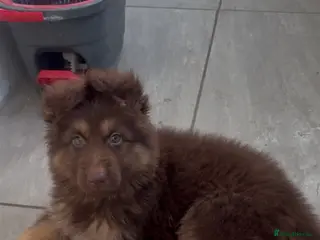 German Shepherd dogs Beautiful long haired German Shepherd puppies - Advert 3