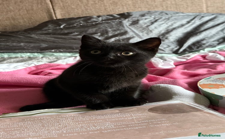 Mixed Breed cats - Advert 14